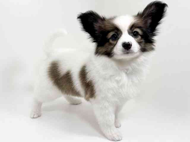 京都府のパピヨン (ひごペットフレンドリーイズミヤショッピングセンター八幡店/2025年10月14日生まれ/女の子/ホワイトブラウン)の子犬の3枚目の画像