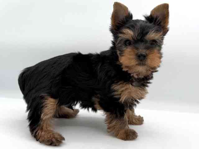 大阪府のヨークシャーテリア (ひごペットフレンドリーイオンそよら海老江店/2025年10月13日生まれ/男の子/スチールブルータン)の子犬の3枚目の画像