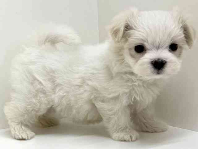 大阪府のマルチーズ (ひごペットフレンドリーくずはモール店/2025年10月14日生まれ/女の子/ホワイト)の子犬の3枚目の画像