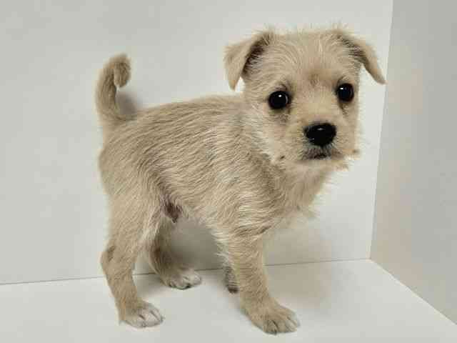 愛知県のポメシュナ/シュナポメ(ポメラニアン×シュナウザー) (ひごペットフレンドリーイトーヨーカドー知多店/2025年10月14日生まれ/男の子/クリーム)の子犬の3枚目の画像