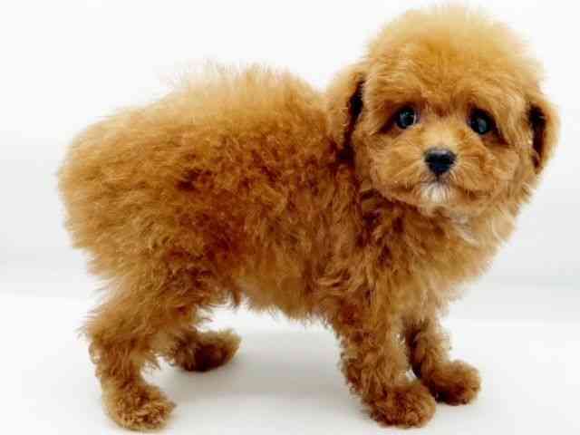 兵庫県のトイプードル(トイ) (ひごペットフレンドリーコロワ甲子園店/2025年10月8日生まれ/男の子/レッド)の子犬の3枚目の画像