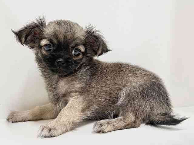 奈良県のチワズー/チワシーズ(チワワ×シーズー) (ひごペットフレンドリーイオンモール橿原ウエスト・ビレッジ店/2025年10月11日生まれ/女の子/フォーン)の子犬の3枚目の画像