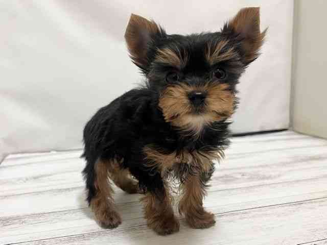 和歌山県のヨークシャーテリア (ひごペットフレンドリーパームシティ和歌山店/2025年10月14日生まれ/男の子/スチールブルータン)の子犬の3枚目の画像