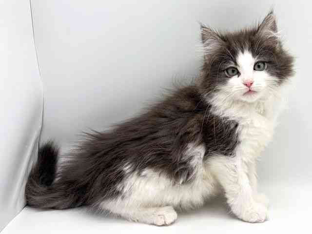 奈良県のノルウェージャンフォレストキャット (ひごペットフレンドリー田原本店/2025年10月14日生まれ/男の子/ブルータビーホワイト)の子猫の3枚目の画像