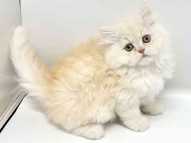 大阪府のエキゾチック (ひごペットフレンドリーイオンタウン豊中庄内店/2025年10月12日生まれ/男の子/レッドタビー)の子猫の3枚目の画像