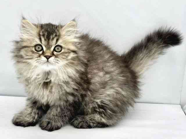 大阪府のエキゾチック (ひごペットフレンドリーイトーヨーカドー津久野店/2025年10月12日生まれ/女の子/ブラウンパッチドタビー)の子猫の3枚目の画像