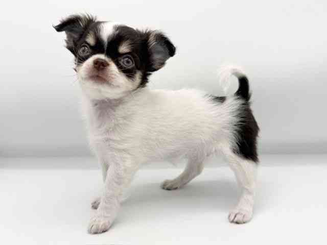 大阪府のチワワ(ロング) (ひごペットフレンドリーららぽーとEXPOCITY店/2025年10月12日生まれ/女の子/ホワイトチョコレートタン)の子犬の3枚目の画像