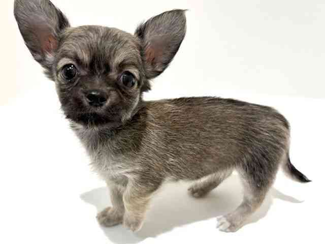 大阪府のチワワ(ロング) (ひごペットフレンドリーイオン高槻店/2025年10月15日生まれ/女の子/フォーン)の子犬の3枚目の画像