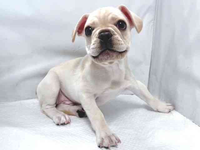 大阪府のフレンチブルドッグ (ひごペットフレンドリー堺プラットプラット店/2025年10月12日生まれ/男の子/クリーム)の子犬の3枚目の画像