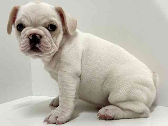 奈良県のフレンチブルドッグ (ひごペットフレンドリーイオンモール橿原ウエスト・ビレッジ店/2025年10月12日生まれ/女の子/クリーム)の子犬の3枚目の画像