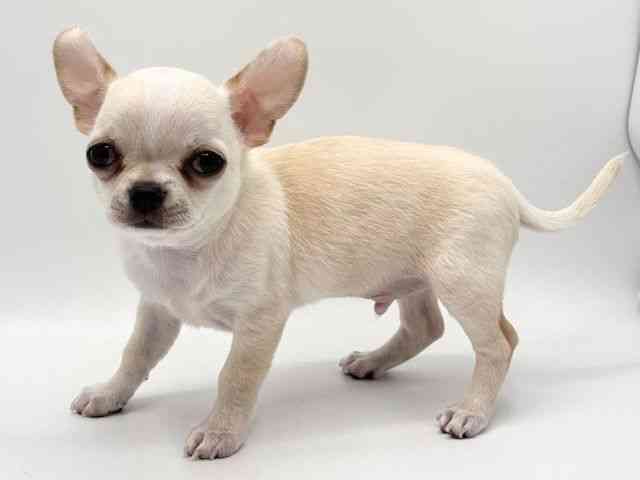 大阪府のチワワ(スムース) (ひごペットフレンドリーみのおキューズモール店/2025年10月13日生まれ/男の子/クリーム)の子犬の3枚目の画像