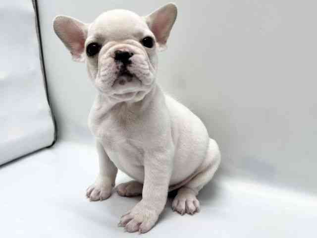 京都府のフレンチブルドッグ (ひごペットフレンドリー京都店/2025年10月10日生まれ/男の子/クリーム)の子犬の3枚目の画像