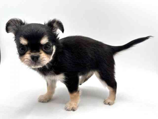 奈良県のチワワ(ロング) (ひごペットフレンドリー田原本店/2025年10月14日生まれ/女の子/ブラックタン)の子犬の3枚目の画像