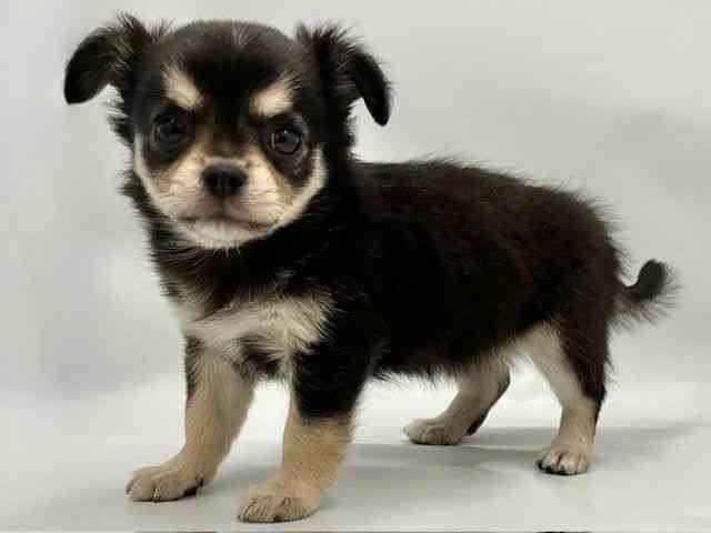 大阪府のチワワ(ロング) (ひごペットフレンドリー東淀川店/2025年10月14日生まれ/女の子/ブラックタン)の子犬の3枚目の画像