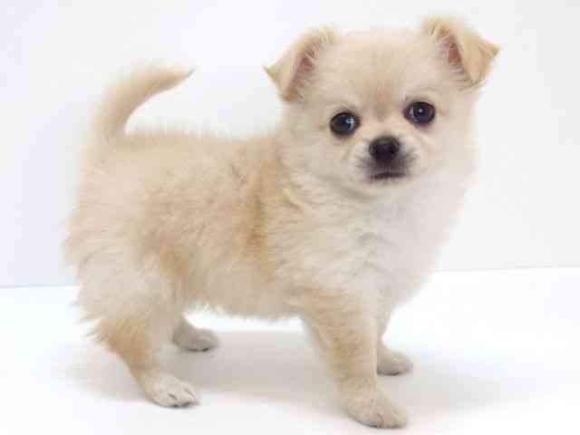 大阪府のチワワ(ロング) (ひごペットフレンドリーいこらもーる泉佐野店/2025年10月14日生まれ/男の子/クリーム)の子犬の3枚目の画像