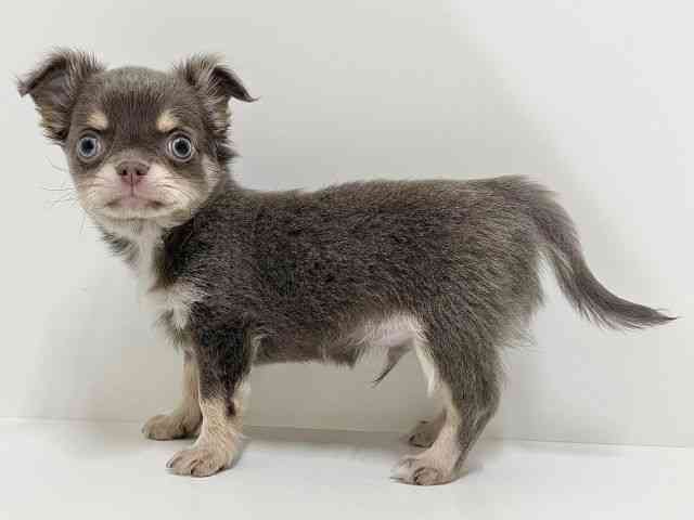 奈良県のチワワ(ロング) (ひごペットフレンドリーイオンモール橿原ウエスト・ビレッジ店/2025年10月12日生まれ/男の子/イザベラタン)の子犬の3枚目の画像