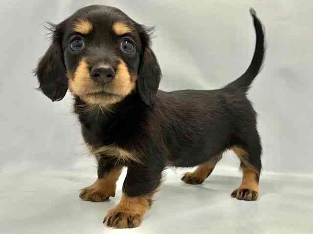 大阪府のミニチュアダックスフンド(ロング) (ひごペットフレンドリー東淀川店/2025年10月15日生まれ/女の子/ブラックタン)の子犬の3枚目の画像