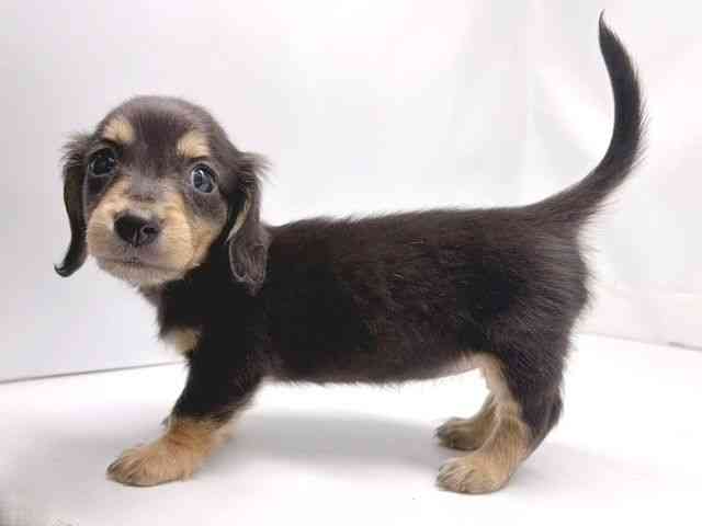 京都府のミニチュアダックスフンド(ロング) (ひごペットフレンドリー洛北阪急スクエア店/2025年10月15日生まれ/女の子/ブラックタン)の子犬の3枚目の画像