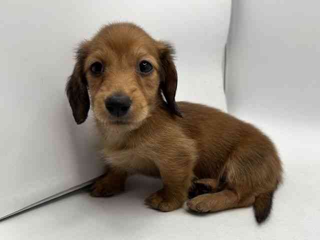 奈良県のミニチュアダックスフンド(ロング) (ひごペットフレンドリー田原本店/2025年10月15日生まれ/男の子/レッド)の子犬の3枚目の画像