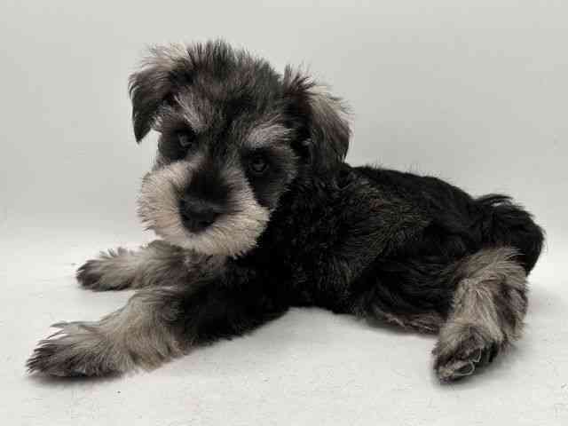 奈良県のミニチュアシュナウザー (ひごペットフレンドリー田原本店/2025年10月15日生まれ/女の子/ソルトペッパー)の子犬の3枚目の画像