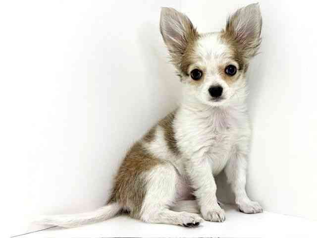 大阪府のチワワ(ロング) (ひごペットフレンドリーいこらもーる泉佐野店/2025年10月15日生まれ/女の子/ホワイトレッド)の子犬の3枚目の画像