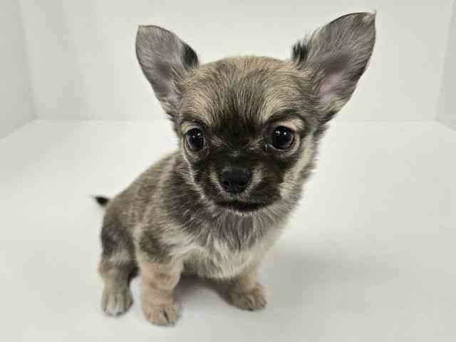 愛知県のチワワ(ロング) (ひごペットフレンドリーイトーヨーカドー知多店/2025年10月15日生まれ/女の子/フォーン)の子犬の3枚目の画像