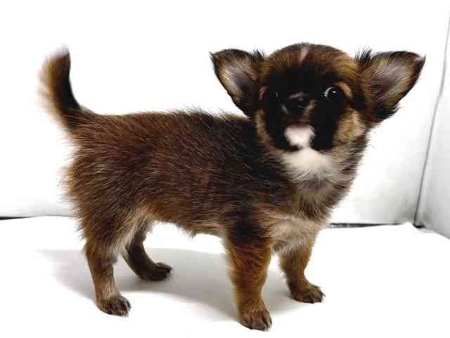 奈良県のチワワ(ロング) (ひごペットフレンドリー奈良パワーシティ店/2025年10月15日生まれ/女の子/レッド)の子犬の3枚目の画像