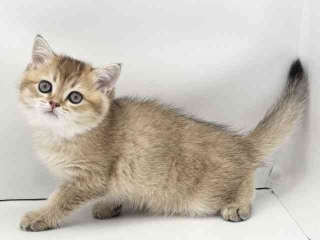 兵庫県のブリティッシュショートヘアー (ひごペットフレンドリークラウンパーク伊丹店/2025年10月11日生まれ/男の子/ブラックゴールデンシェーデット)の子猫の3枚目の画像