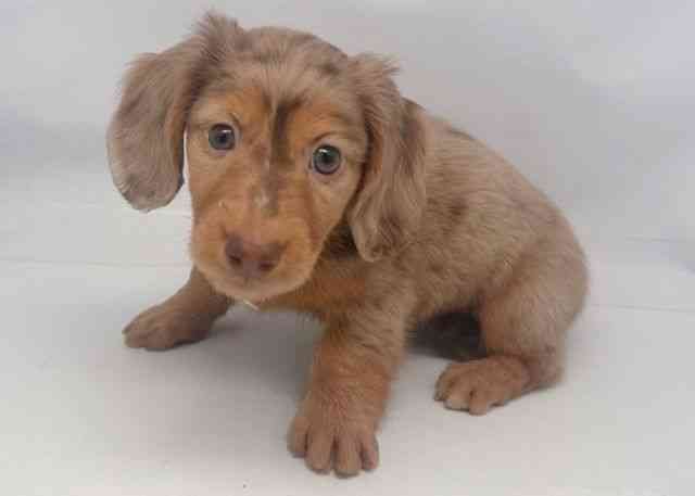 鳥取県のミニチュアダックスフンド(ロング) (ひごペットフレンドリーイオンモール鳥取北店/2025年10月13日生まれ/女の子/ブラウンダップル)の子犬の3枚目の画像