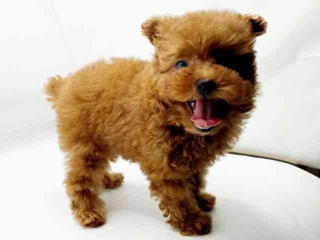 兵庫県のトイプードル(トイ) (ひごペットフレンドリーコロワ甲子園店/2025年10月8日生まれ/女の子/レッドフォーン)の子犬の3枚目の画像