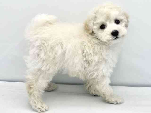 大阪府のトイプードル(トイ) (ひごペットフレンドリーイトーヨーカドー津久野店/2025年10月16日生まれ/男の子/ホワイト)の子犬の3枚目の画像