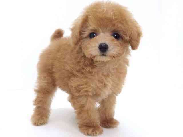 大阪府のトイプードル(トイ) (ひごペットフレンドリーいこらもーる泉佐野店/2025年10月15日生まれ/男の子/オレンジフォーン)の子犬の3枚目の画像