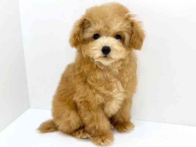 大阪府のトイプードル(トイ) (ひごペットフレンドリーいこらもーる泉佐野店/2025年10月15日生まれ/男の子/オレンジフォーン)の子犬の3枚目の画像