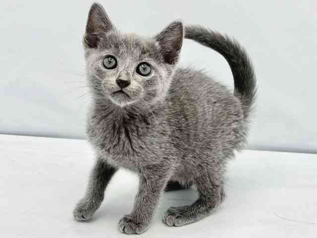 大阪府のロシアンブルー (ひごペットフレンドリーイトーヨーカドー津久野店/2025年10月15日生まれ/男の子/ブルー)の子猫の3枚目の画像