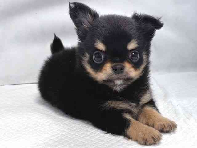 大阪府のチワワ(ロング) (ひごペットフレンドリー堺プラットプラット店/2025年10月15日生まれ/男の子/ブラッククリーム)の子犬の3枚目の画像