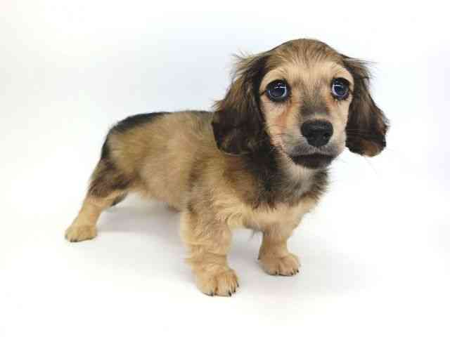 大阪府のミニチュアダックスフンド(ロング) (ひごペットフレンドリー泉ヶ丘店/2025年10月10日生まれ/女の子/シェーデットイエロー)の子犬の3枚目の画像