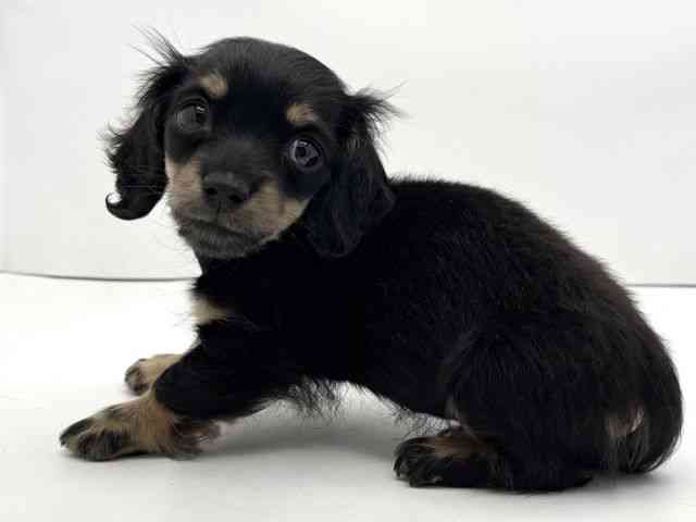 兵庫県のミニチュアダックスフンド(ロング) (ひごペットフレンドリークラウンパーク伊丹店/2025年10月10日生まれ/男の子/ブラックイエロー)の子犬の3枚目の画像