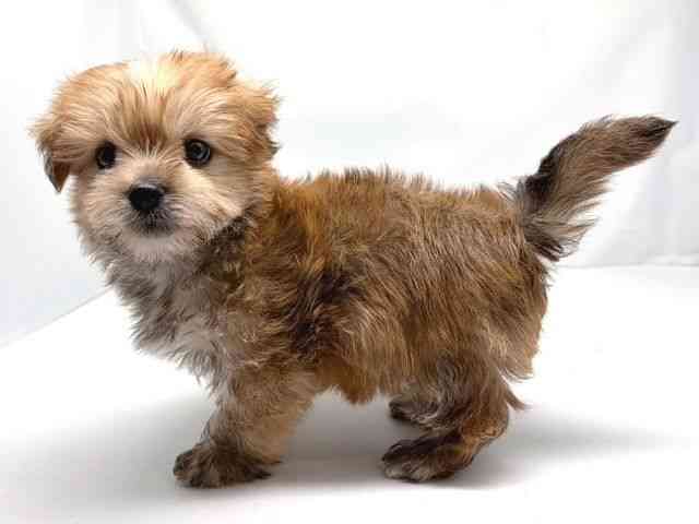 京都府のマルキー/マルヨーキー(マルチーズ×ヨークシャーテリア) (ひごペットフレンドリー洛北阪急スクエア店/2025年10月15日生まれ/男の子/パーティーカラー)の子犬の3枚目の画像