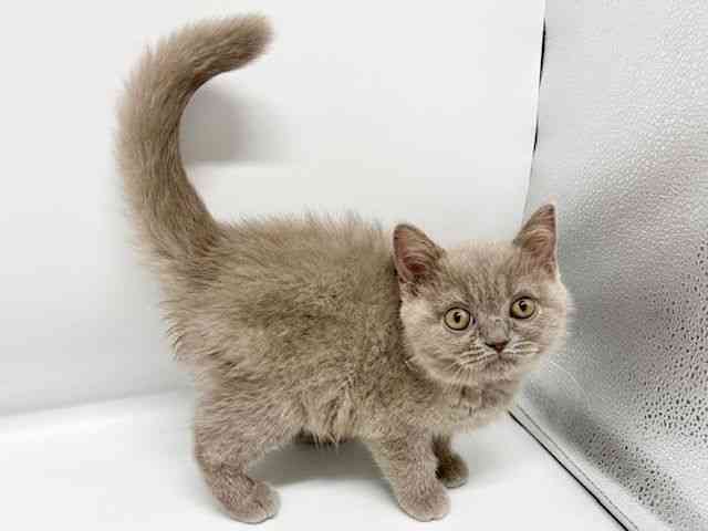 大阪府のブリティッシュショートヘアー (ひごペットフレンドリーイオンタウン豊中庄内店/2025年10月9日生まれ/女の子/ライラック)の子猫の3枚目の画像