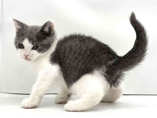 兵庫県のブリティッシュショートヘアー (ひごペットフレンドリークラウンパーク伊丹店/2025年10月15日生まれ/男の子/ブルーホワイト)の子猫の3枚目の画像