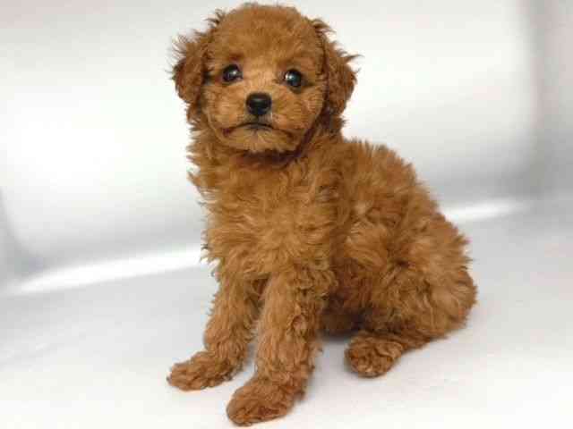 大阪府のトイプードル(トイ) (ひごペットフレンドリー岸和田店/2025年10月12日生まれ/女の子/レッドフォーン)の子犬の3枚目の画像