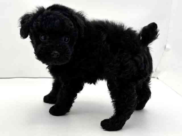 兵庫県のトイプードル(トイ) (ひごペットフレンドリークラウンパーク伊丹店/2025年10月15日生まれ/女の子/ブラック)の子犬の3枚目の画像