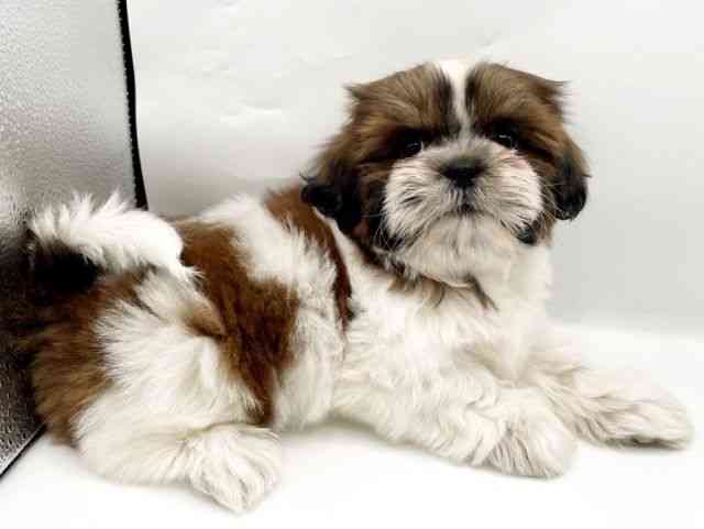 奈良県のシーズー (ひごペットフレンドリートナリエ大和高田店/2025年10月15日生まれ/男の子/ゴールドホワイト)の子犬の3枚目の画像