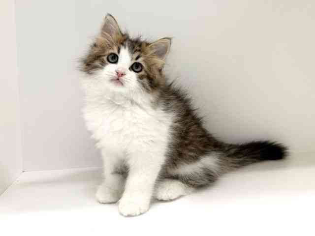 兵庫県のラガマフィン (ひごペットフレンドリーイトーヨーカドー明石店/2025年10月10日生まれ/男の子/ブラウンマッカレルタビーホワイト)の子猫の3枚目の画像