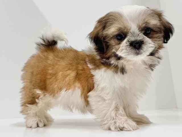 奈良県のシーズー (ひごペットフレンドリーイオンモール橿原ウエスト・ビレッジ店/2025年10月10日生まれ/男の子/ゴールドホワイト)の子犬の3枚目の画像