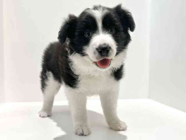 大阪府のボーダーコリー (ひごペットフレンドリーイオン高槻店/2025年10月19日生まれ/男の子/ブラックホワイト)の子犬の3枚目の画像