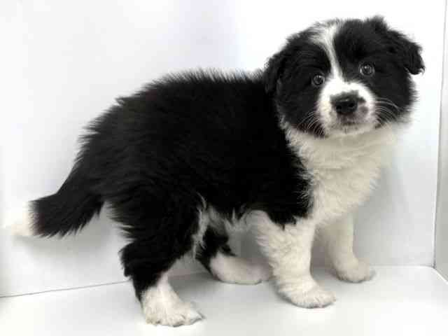 大阪府のボーダーコリー (ひごペットフレンドリーベルファⅡ都島店/2025年10月19日生まれ/女の子/ブラックホワイト)の子犬の3枚目の画像