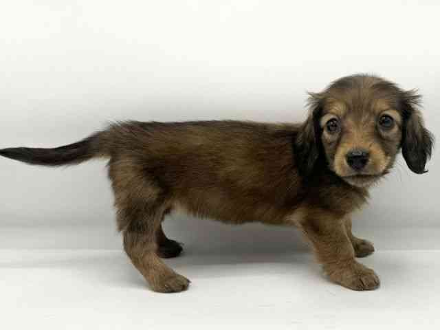 大阪府のカニンヘンダックスフンド(ロング) (ひごペットフレンドリーららぽーとEXPOCITY店/2025年10月19日生まれ/女の子/レッド)の子犬の3枚目の画像