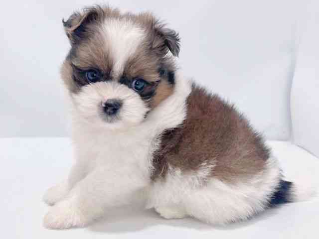 大阪府のポメズー/ポメシーズ(ポメラニアン×シーズー) (ひごペットフレンドリーイズミヤショッピングセンター千里丘店/2025年10月18日生まれ/男の子/ゴールドホワイト)の子犬の3枚目の画像