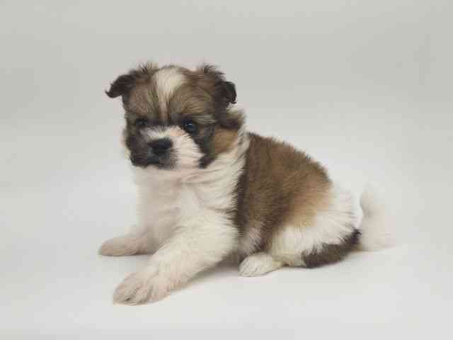 大阪府のポメズー/ポメシーズ(ポメラニアン×シーズー) (ひごペットフレンドリー泉ヶ丘店/2025年10月18日生まれ/女の子/ゴールドホワイト)の子犬の3枚目の画像